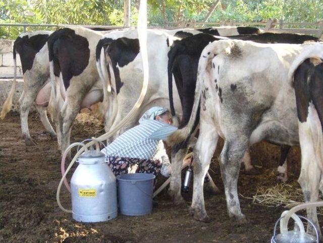 &Ouml;demiş S&uuml;t&uuml; 649 Milyonluk İşlem Hacmiyle Birinci 1