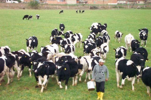 &Ouml;demiş S&uuml;t&uuml; 649 Milyonluk İşlem Hacmiyle Birinci 2