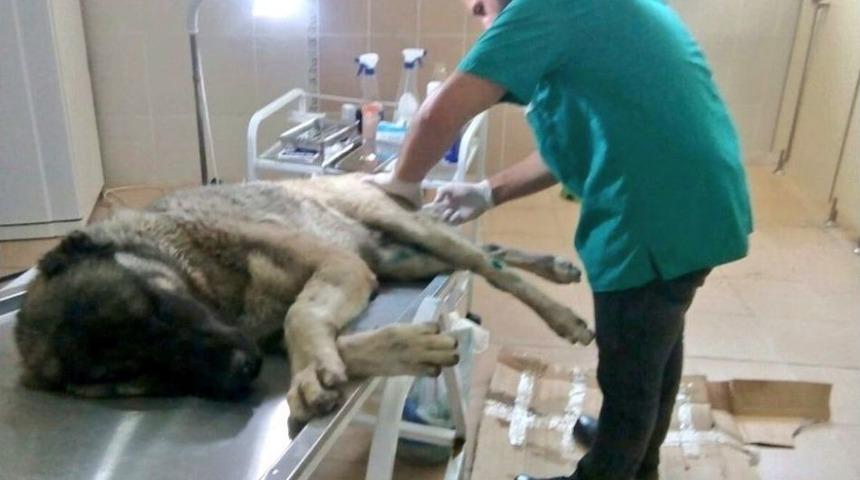 Yaralı K&ouml;peğe Veteriner Sahip &Ccedil;ıktı