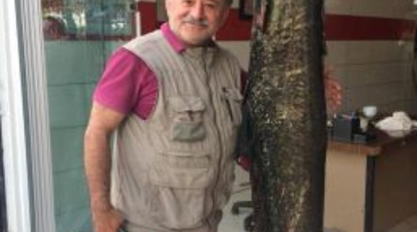 Almus&rsquo;ta Dev Yayın Balığı Yakalandı