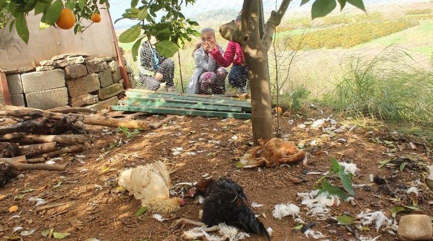 K&ouml;pekler, Tavukları Telef Etti