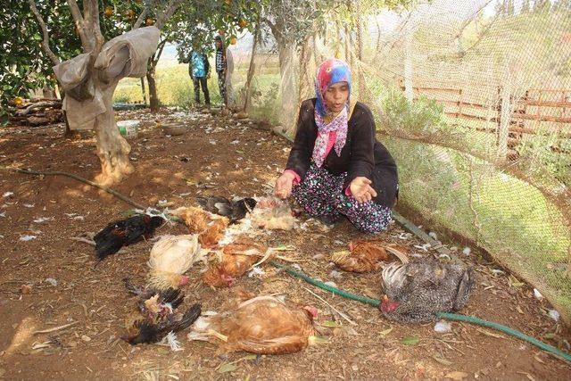 K&ouml;pekler, Tavukları Telef Etti 1