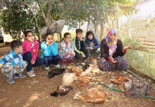 K&ouml;pekler, Tavukları Telef Etti 2