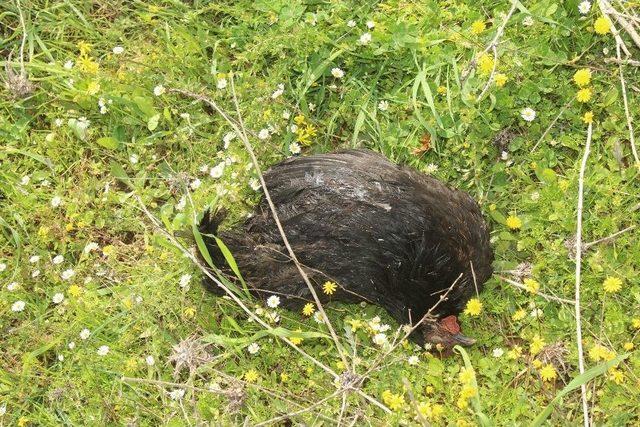 K&ouml;pekler, Tavukları Telef Etti 3