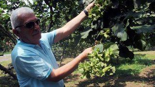 Giresun Keşap Fındık Üreticileri Birliği Başkanı Şahin: serbest Piyasada Fındık Fiyatlarının 10 İla 12 Tl Arasında Olacağını Düşünüyoruz