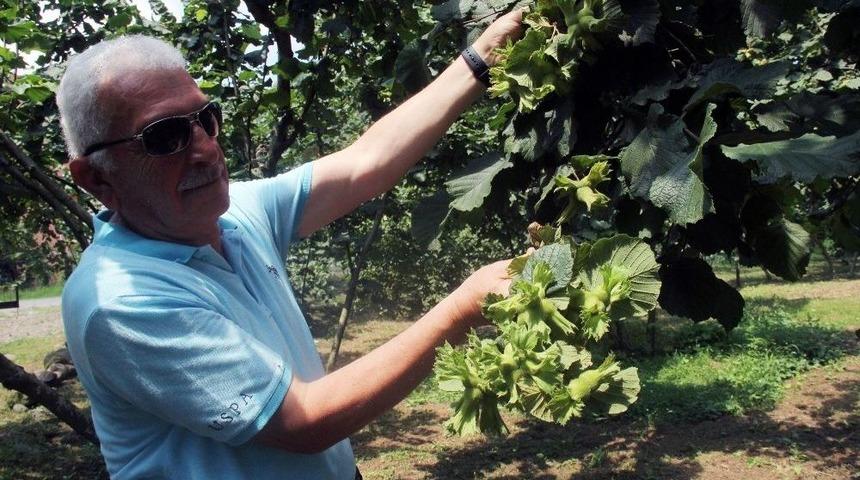 Giresun Keşap Fındık Üreticileri Birliği Başkanı Şahin: "serbest Piyasada Fındık Fiyatlarının 10 İla 12 Tl Arasında Olacağını Düşünüyoruz"