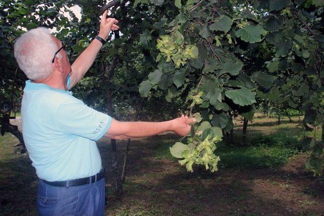 Giresun Keşap Fındık Üreticileri Birliği Başkanı Şahin: 