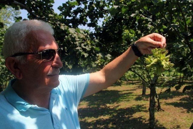 Giresun Keşap Fındık Üreticileri Birliği Başkanı Şahin: 