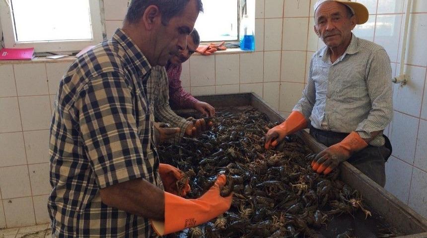 İstakozda Av Sezonu Bekleniyor