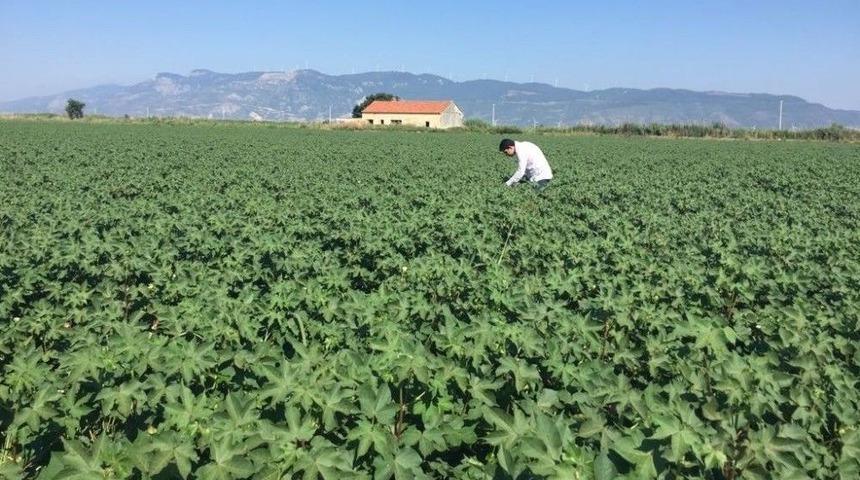 S&ouml;ke Ziraat Odasından Pamukta Ballık, Zeytinde Sinek Uyarısı