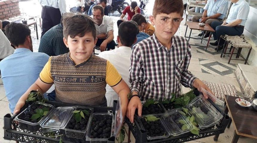 Öğrencilerin Tatil Harçlığı Böğürtlenden