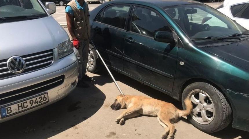 Birecik&rsquo;te Başıboş K&ouml;pekler Bayıltılarak Barınaklara G&ouml;t&uuml;r&uuml;ld&uuml;