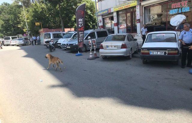 Birecik’te Başıboş Köpekler Bayıltılarak Barınaklara Götürüldü