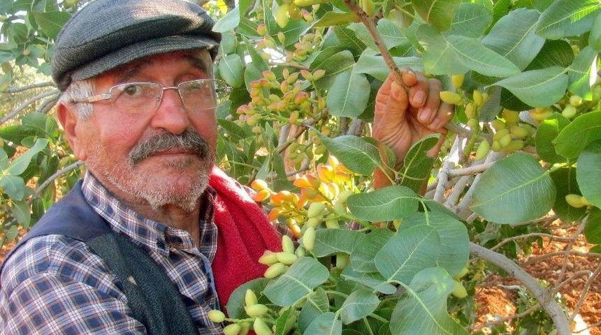 Arabanlı Fıstık &Uuml;reticilerinin Y&uuml;z&uuml; Y&uuml;ksek Rekolte İle G&uuml;lecek