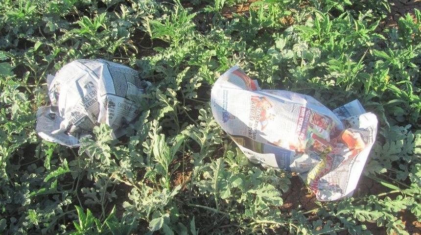 Karpuzlara Gazeteli Koruma