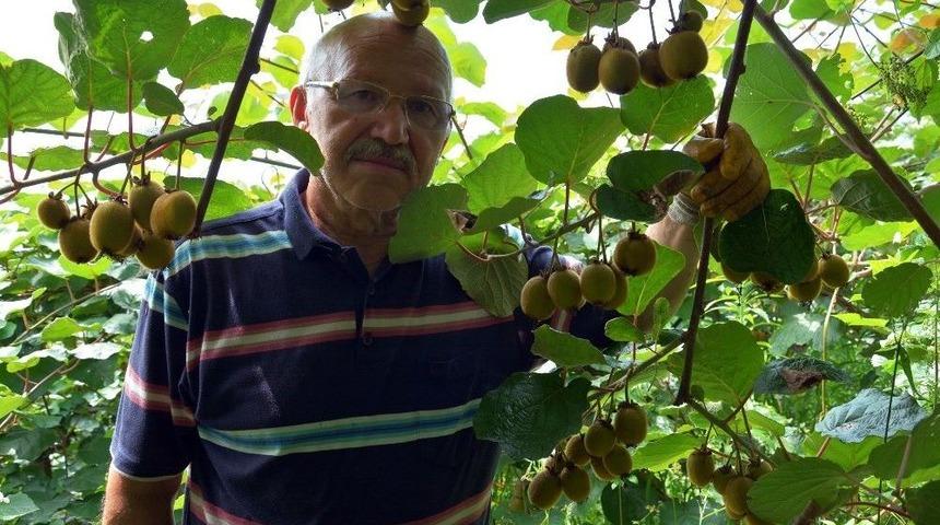 Yağmurlar Kivi Üreticisinin Yüzünü Güldürdü