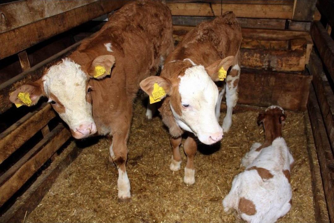 Buzağı &Ouml;l&uuml;mlerini &Ouml;nlemek İ&ccedil;in Ahırına Kamera Sistemi Kurdu