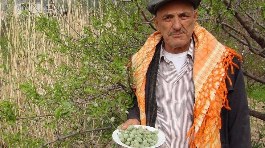 Mersin&rsquo;de A&ccedil;ıkta &Ccedil;ağla Hasadı Yapıldı