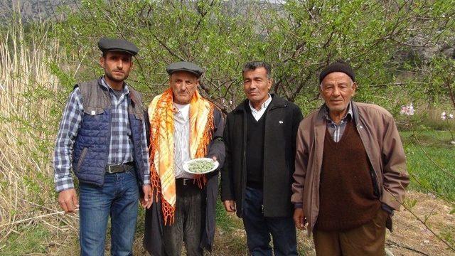 Mersin’de Açıkta Çağla Hasadı Yapıldı