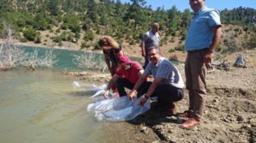 Karaman&rsquo;da &Ccedil;ukur G&ouml;letine 20 Bin Yavru Sazan Bırakıldı