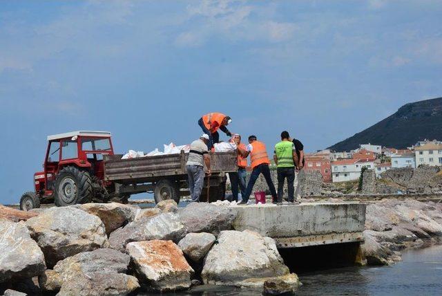 Koku Gelen Kumkapı Sahili Temizlenmeye Başladı