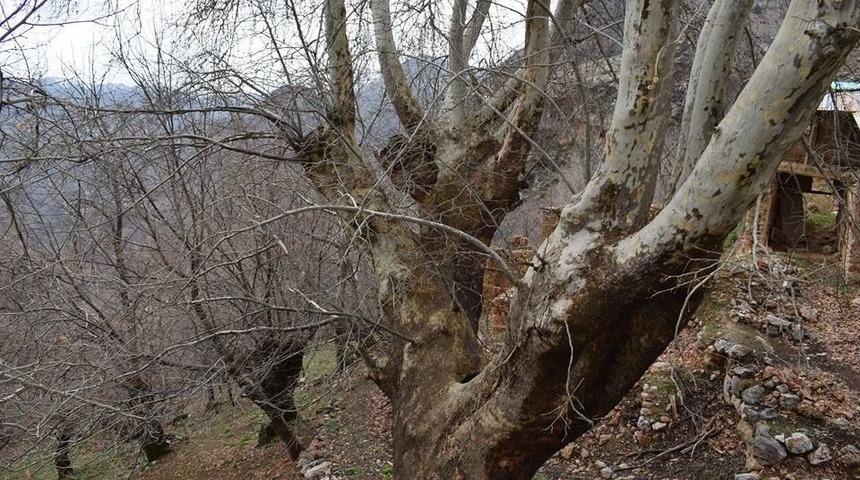 500 Yıllık Çınar Ağacı Yıllara Meydan Okuyor