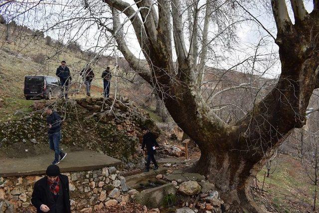 500 Yıllık Çınar Ağacı Yıllara Meydan Okuyor