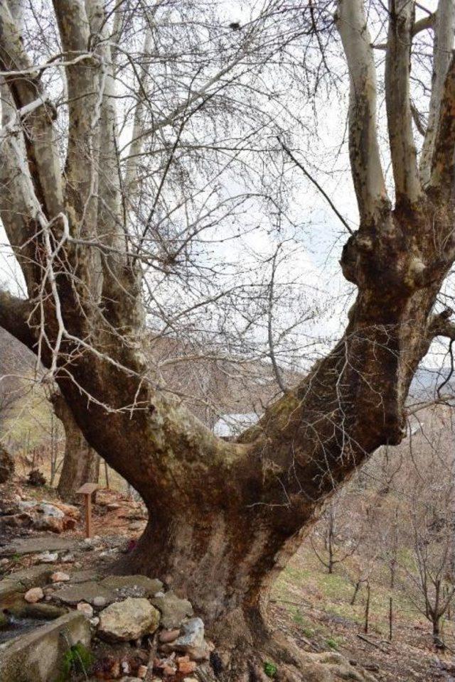 500 Yıllık Çınar Ağacı Yıllara Meydan Okuyor