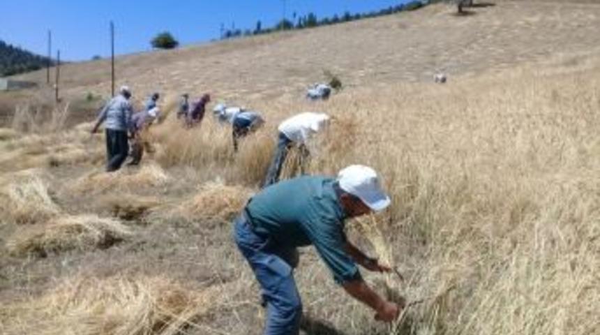 Ata Yadigarı Ellik Ve Orakla Ekin Biçiyorlar