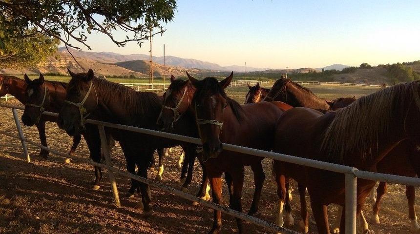 Sultansuyu Harasının &lsquo;şampiyon Adayı&rsquo; Tayları G&ouml;r&uuml;c&uuml;ye &Ccedil;ıkıyor