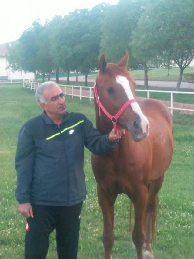 Sultansuyu Harasının ‘şampiyon Adayı’ Tayları Görücüye Çıkıyor