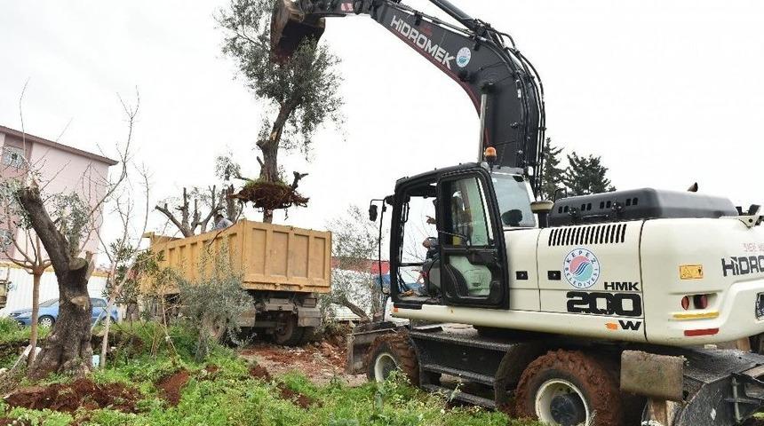 Kepez Belediyesi Kentsel D&ouml;n&uuml;ş&uuml;m Alanndaki Ağa&ccedil;ları Taşıyor