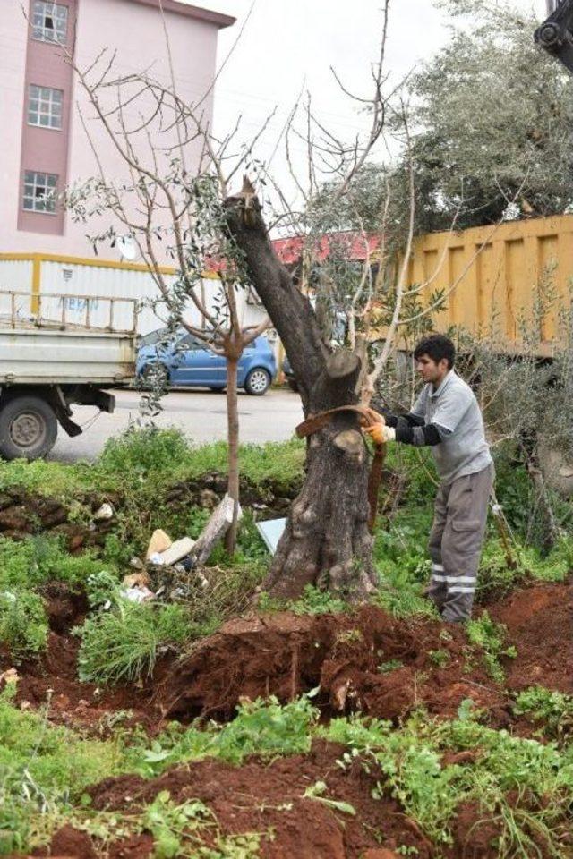 Kepez Belediyesi Kentsel Dönüşüm Alanndaki Ağaçları Taşıyor