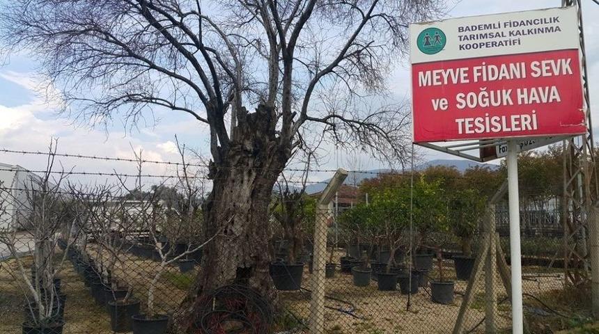 &Ouml;demiş&rsquo;ten T&uuml;rki Cumhuriyetlere 1 Milyon Meyve Fidanı