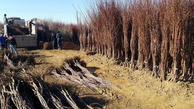 Ödemiş’ten Türki Cumhuriyetlere 1 Milyon Meyve Fidanı