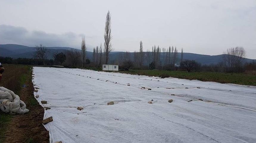 Havaların Sıcak Gitmesini Fırsat Bilen Çiftçi Fasulye Ekti