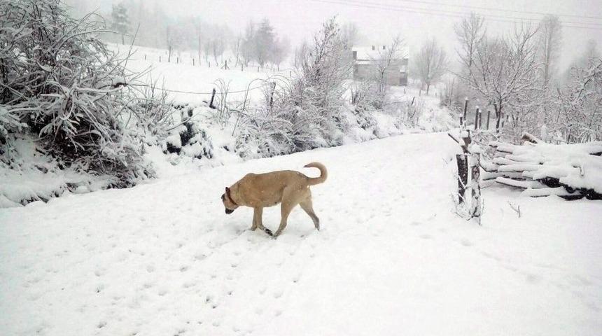 Sakarya&rsquo;da Y&uuml;ksek Kesimlerde Kar Kalınlığı 7 Santimetreye Ulaştı