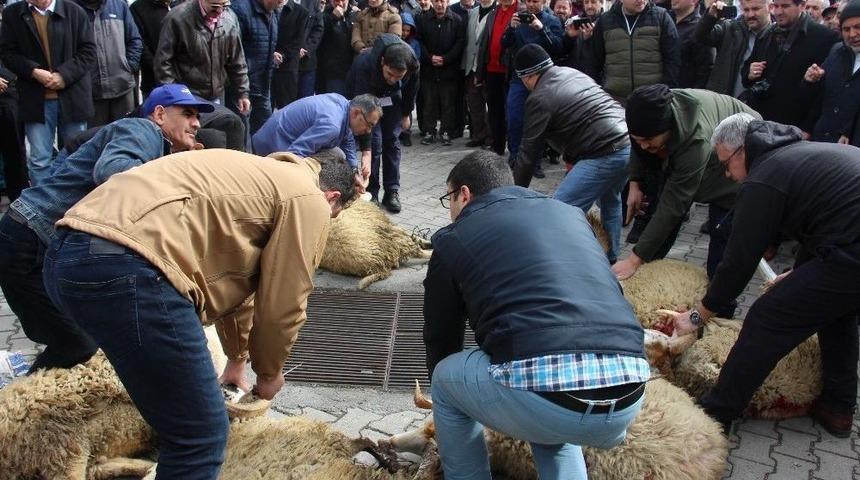 Afrin&rsquo;de M&uuml;cadele Eden T&uuml;rk Ordusu İ&ccedil;in Kurban Kestiler