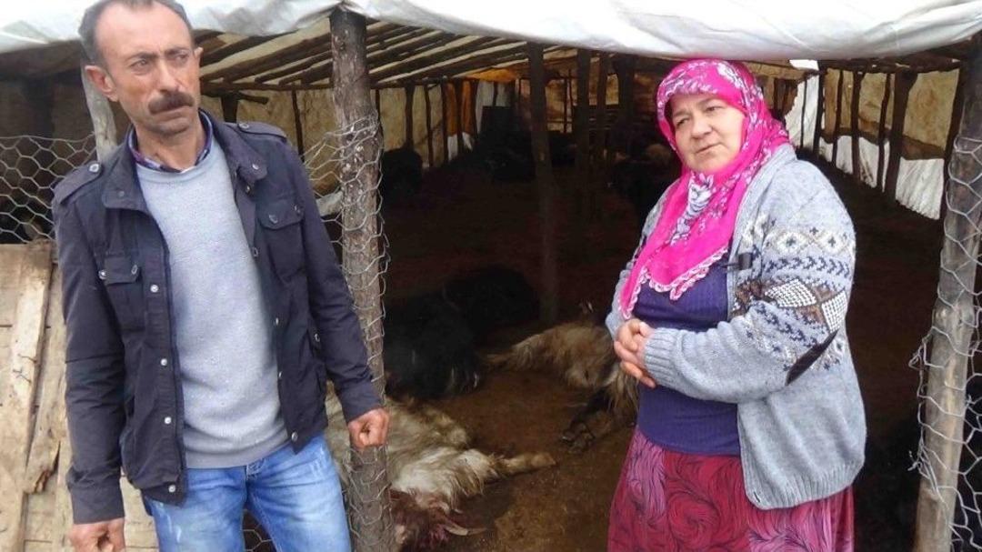 Ahıra Saldıran Kurtlar 49 Ke&ccedil;iyi Telef Etti