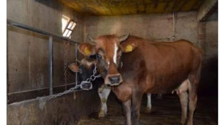 Trabzon&rsquo;da Bu Yıl 222 &Ccedil;ift&ccedil;iye 6 Milyon 660 Bin Tl&rsquo;lik Hibe Desteği