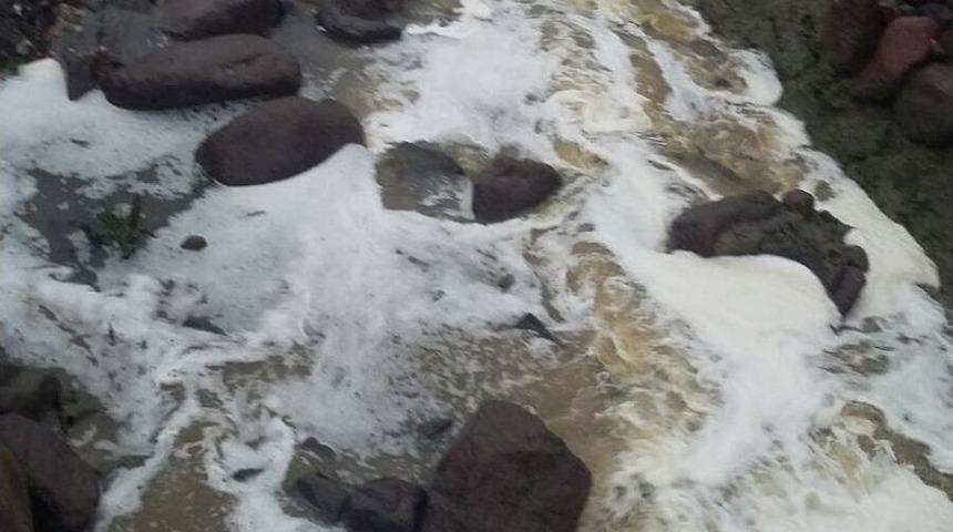 Safran &Ccedil;ayı Yine K&ouml;p&uuml;rd&uuml;