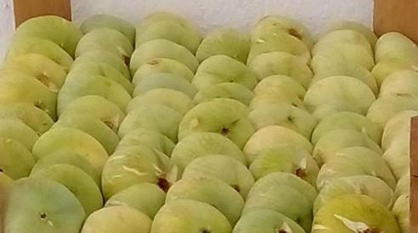 İncirde 5 Bin Ton Rekolte Bekleniyor