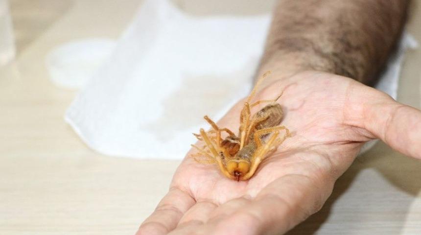 Et Yiyen &Ouml;r&uuml;mcek Zehirli Değil