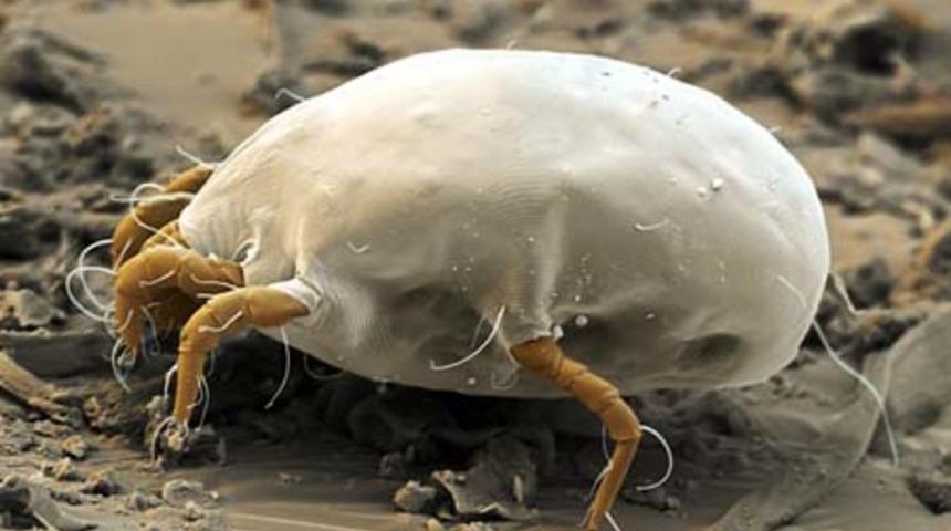 Evinizdeki G&ouml;zle G&ouml;r&uuml;nmeyen B&ouml;cekler