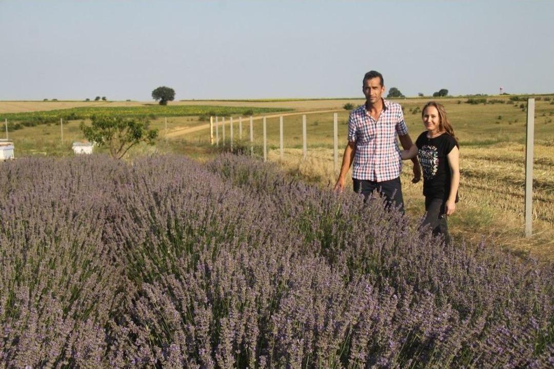 Lavanta Denemelerinden Başarılı Sonu&ccedil;