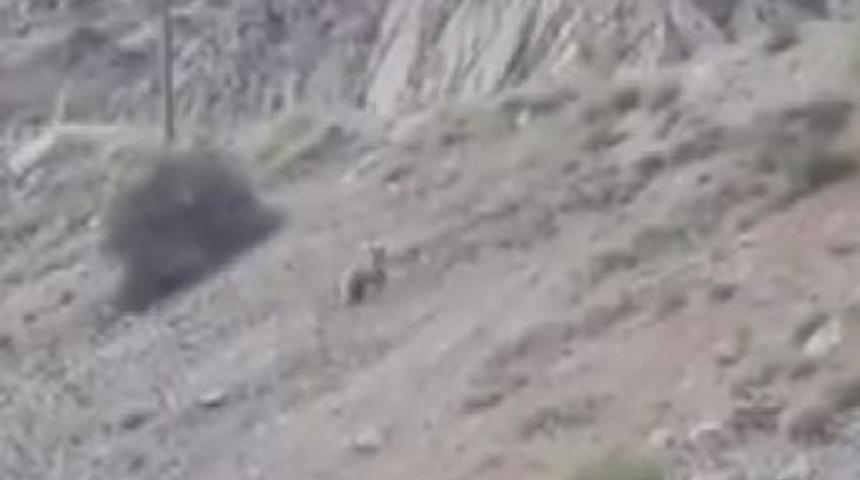 Ayıyı Kedi &Ccedil;ağırır Gibi &Ccedil;ağırdı