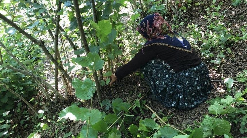 Fındık Hasadı &Ouml;ncesi Yabani Ot Ve Dip Temizliği Başladı