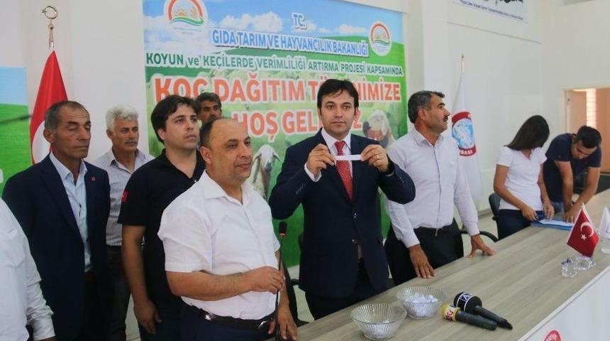 121 &Uuml;reticiye 121 Damızlık Ko&ccedil; Dağıtıldı