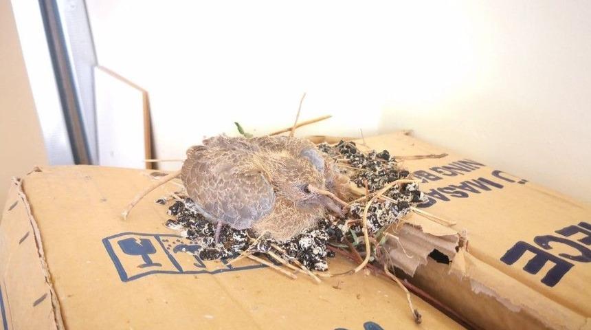 A&ccedil;ık Pencereden Ofise Giren Kuş Yuva Yaptı