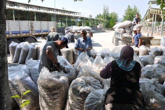 Tmo Manisa Ve İlçelerinde İlk Kez Haşhaş Kapsülü Ve Ürünlerini Alınmaya Başlandı